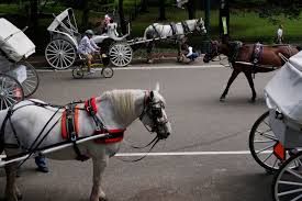 Horses Are Dying in Central Park. When Someone Gets Hurt, Who Pays?